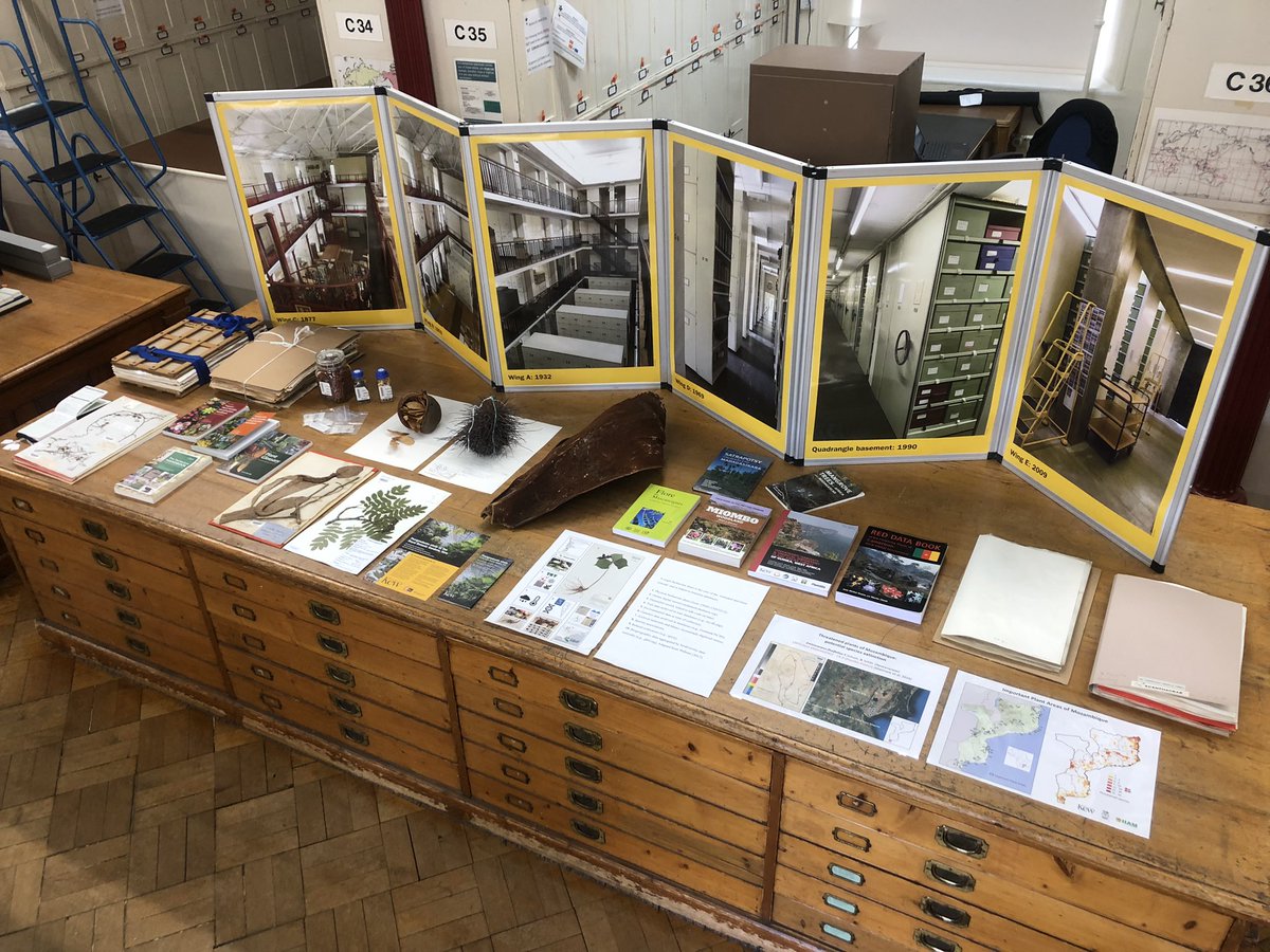 🌿 Exciting news! Our beautiful display ready for an informative journey through the Kew Herbarium on the upcoming UKRI tour✨ #UKRI #KewHerbarium #InformativeTour #HerbariumCuration