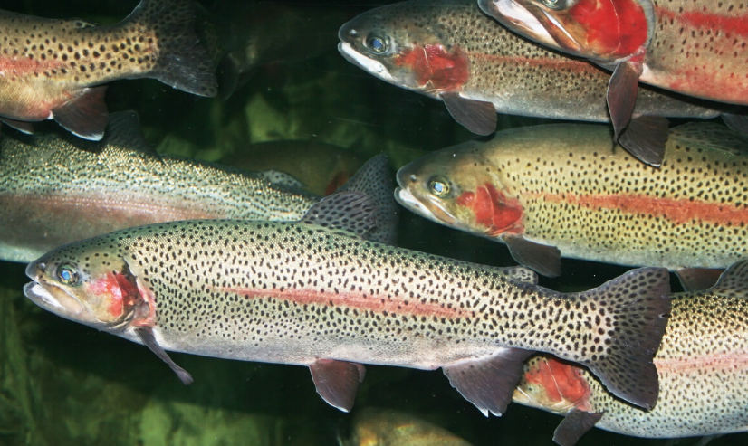 Check out our new paper which describes and implements **AquaNet-Mod** - a network simulator to help better understand how disease can spread across aquaculture sites in England and Wales and the best measures to limit its impact. bit.ly/3EjpgLg