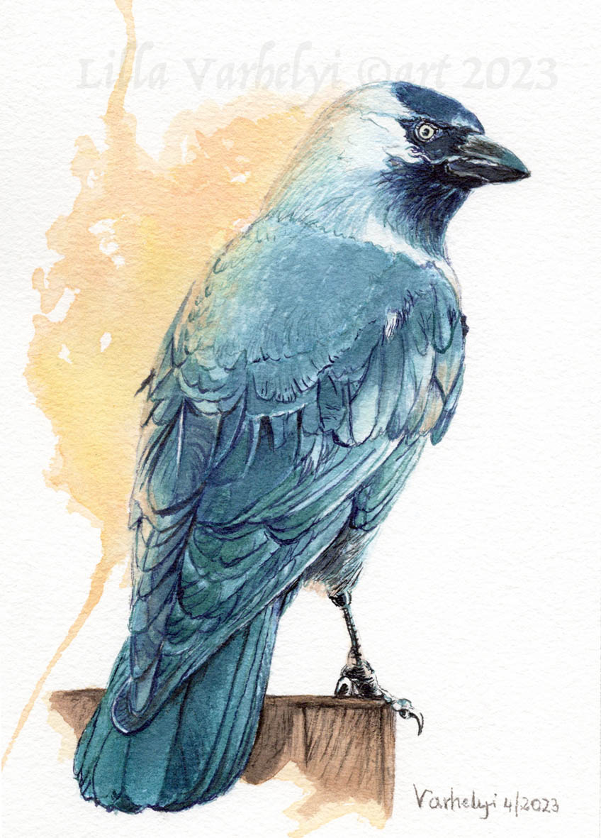 LillaVarhelyi's tweet photo. Elster und Dohle in buntem Federkleid zu verkaufen. Gerne über PN 60 Euro incl. Porto nach D  #Inkpainting For Sale  #forsale #artforsale #tusche #kunstkaufen #Dohle #kleineKunstklasse #wildlifedrawing #crow #originaldrawing #Raben #birds #originalart #Raven #birdart #art #Elster https://t.co/5flqR4GFMK