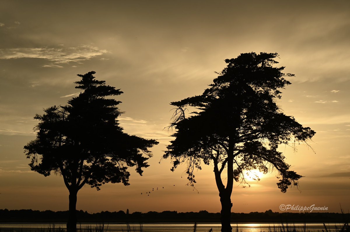 PhotoPhil88's tweet photo. Autre photo de ma série « Contrejours à Noyalo « accessible via le lien ci-dessous
#Bretagne #Britanny #Morbihan #PresquiledeRhuys #Noyalo #Contrejours #BacklightPhotography #CoucherdeSoleil
https://t.co/OKieXLUbre https://t.co/flqDy76Ca3