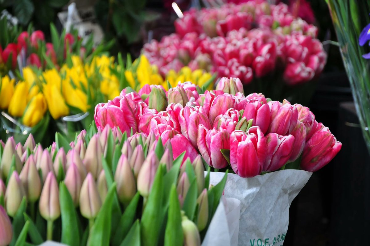 TEGmagazine's tweet photo. The city offers an unparalleled selection of flower markets to get your floral fix. Discover the finest flower markets in London. 

https://t.co/mk7LiJolcZ https://t.co/uOE0BasQhi