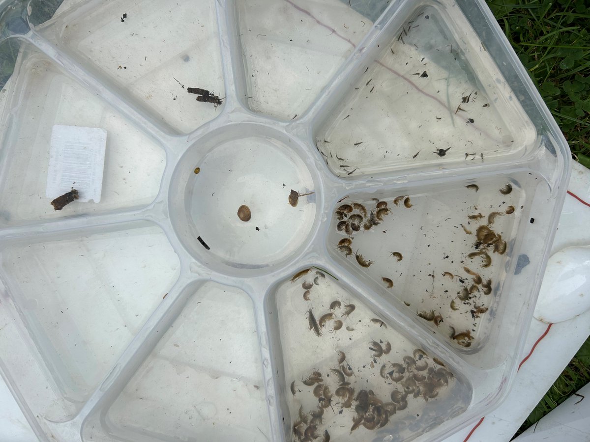 A small group of dedicated Thames21 citizen scientists, who sample the invertebrate life on the Dollis Brook each month, identified two cased caddisfly larvae yesterday morning! Cased caddisfly are not frequently seen in urban rivers, as they are sensitive to pollution.