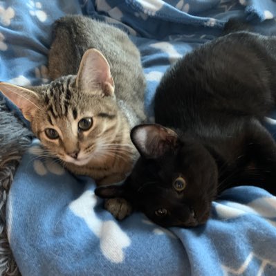 Christine Valiquette tweet media