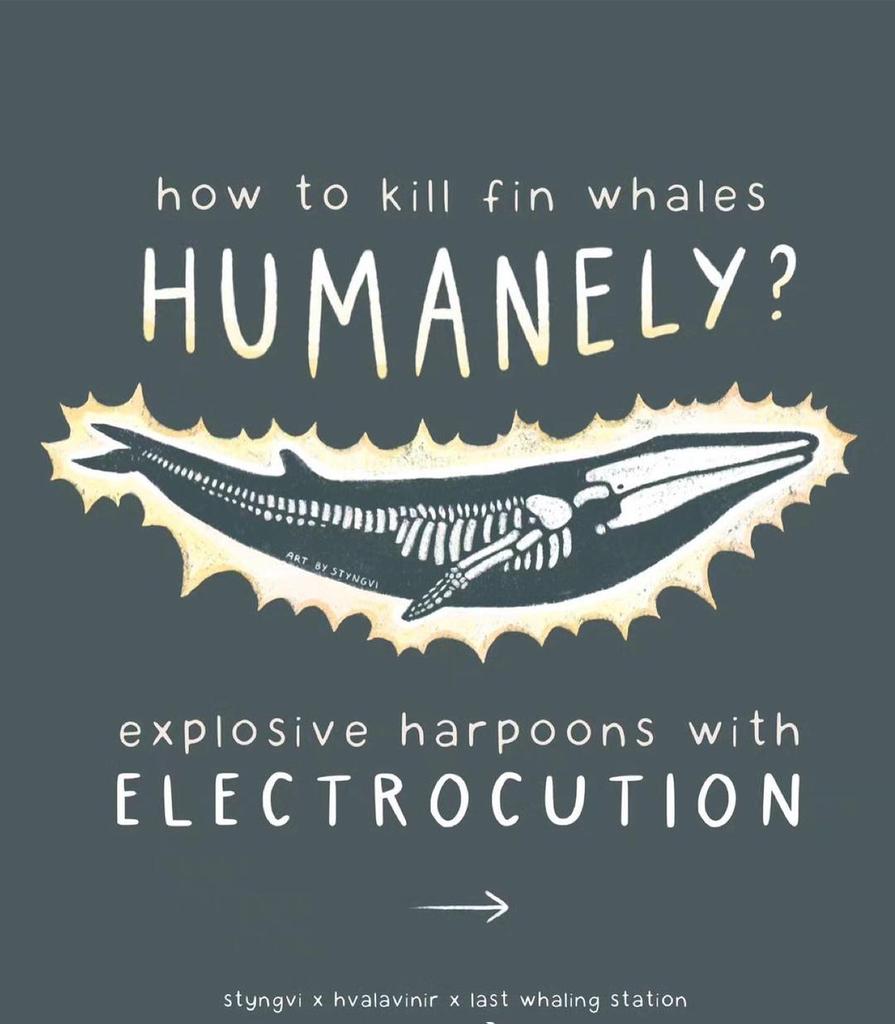 Jasonmomoa4545's tweet photo. #styngvi
Yesterday's report from the ministry committee shows optimism about improved 'humane' whaling methods, combining AI with electrocution and grenade harpoons ⚡💢❗Past electrocution trials on smaller Minke whales failed. Imagine the pain for much larger fin whales. https://t.co/XSWgdKgsrF