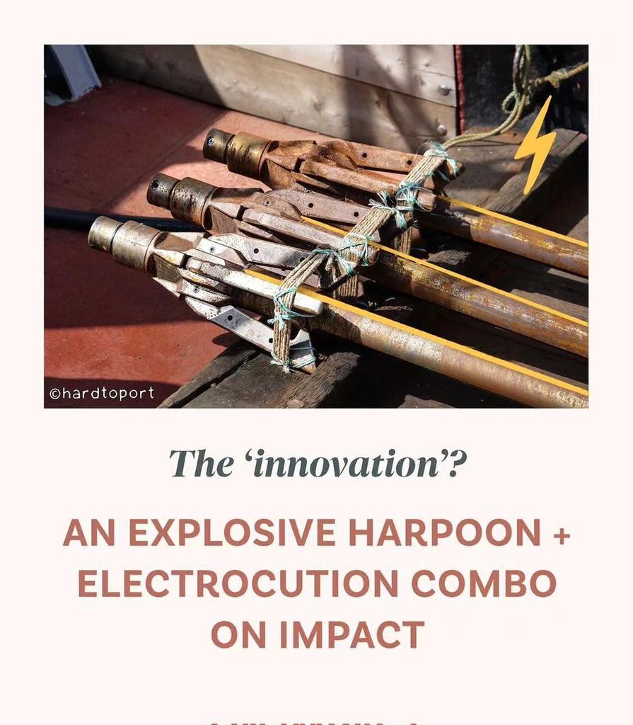 Jasonmomoa4545's tweet photo. #styngvi
Yesterday's report from the ministry committee shows optimism about improved 'humane' whaling methods, combining AI with electrocution and grenade harpoons ⚡💢❗Past electrocution trials on smaller Minke whales failed. Imagine the pain for much larger fin whales. https://t.co/XSWgdKgsrF