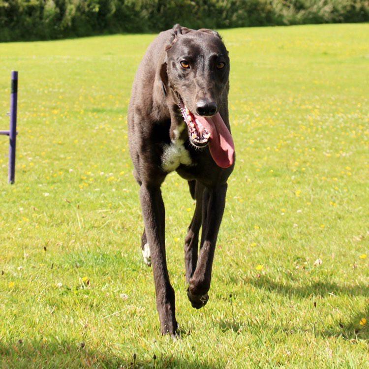 #RescueGreyhound Daphne showing off what RUNNING FOR FUN, NOT PROFIT looks like! #NationalRescueGreyhoundWeek #NationalGreyhoundWeek #BanGreyhoundRacing #PetsNotBets #RescuedNotRetired
