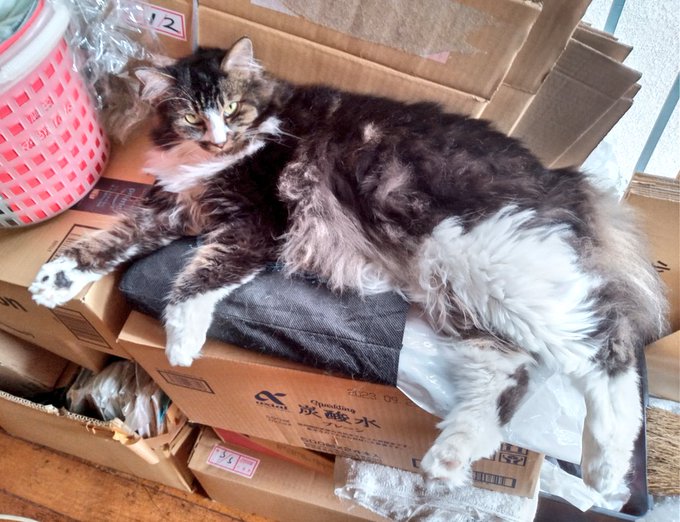 ぼふっすーはーすーはーすーはー「人間はナゼ暑いのに猫を吸うニャ……???」 