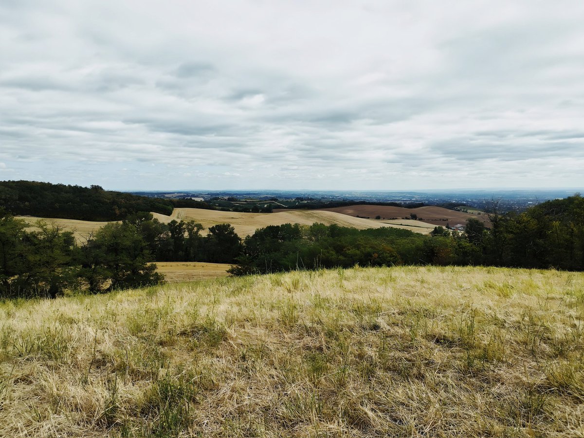 Enjoying a leisurely stroll with Winston amidst nature's beauty. Taking deep breaths and savoring the moments before the harvest begins. The heavy rainfall this week has pushed our plans back by a week, but we're making the most of it. 🌿🚶‍♂️🌧️ #NatureWalk #PreHarvestVibes #Gaillac