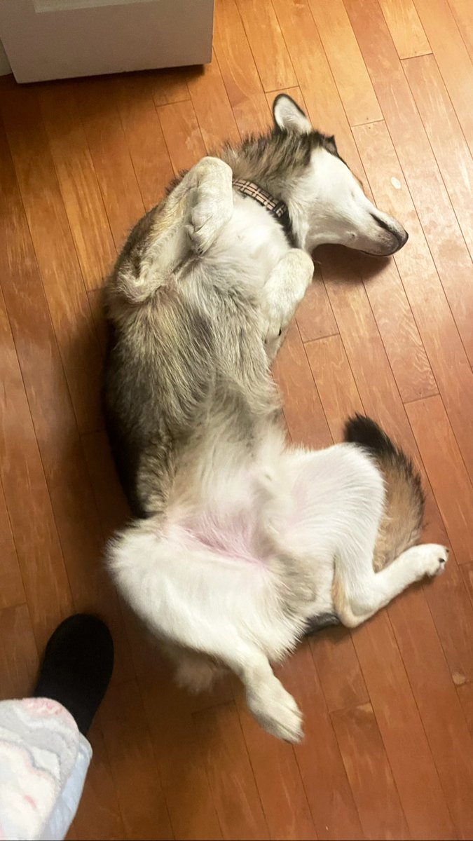 LunaKonbu's tweet image. 🌟 Embrace the uniqueness of your pet! Share a pic of them in a quirky pose or situation, and let's celebrate their one-of-a-kind charm. 🐾💖 #UniquePets #lunaandkonbu