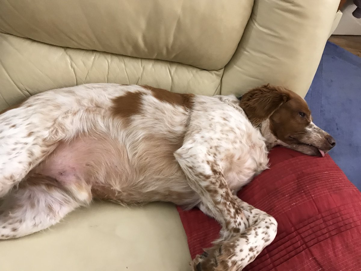 smarshcollings's tweet image. Speaking to @Battersea_&apos;s media team this afternoon. They&apos;re interested in including a bit about Barney &amp;amp; me as I&apos;ve taken part in the #MuddyDogChallenge every year since 2018.

Can you spare a fiver to help us help Battersea again this year? Please!