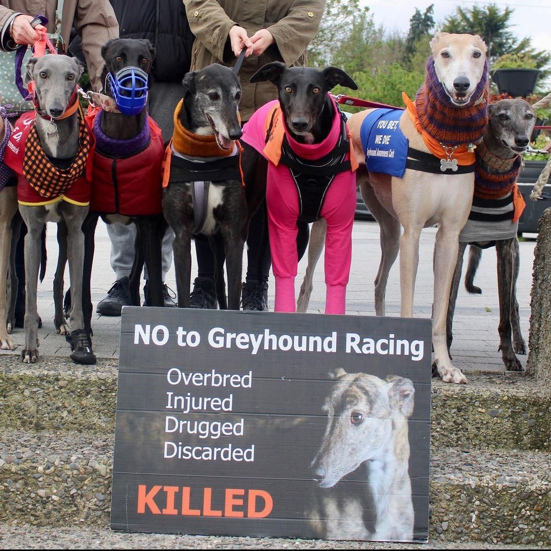 The Rescue Greyhound Pack showing off just how great Greyhounds are as PETS, NOT BETS! #NationalRescueGreyhoundWeek #PetsNotBets #YouBetTheyDie #RescuedNotRetired