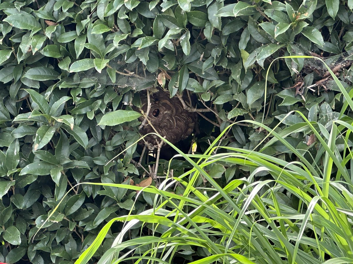 gg_ysd's tweet photo. モンスズメバチにしては珍しい、丸い巣を駆除しました。
こんな綺麗なモンスズメの巣は初です❕
コガタスズメとモンスズメの巣を比較。
#スズメバチ駆除 #モンスズメバチ #スズメバチハンター https://t.co/K944EP2E2t