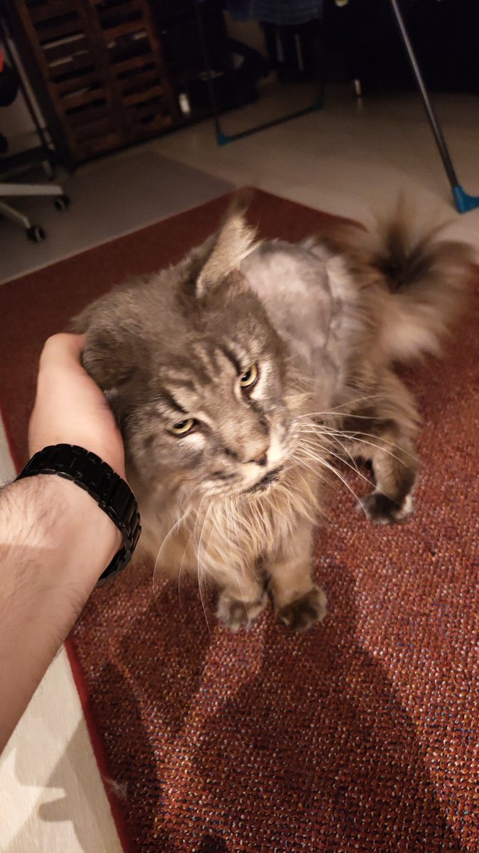 HiImBerryBuh's tweet photo. Katzer 4 lebt sich noch ein und ich gammel ein wenig mit der Gamescom Grippe dahin. Heute wird's eher keinen Stream geben glaub ich 😅
#RandomCatContent https://t.co/rxMZ5qKOpq