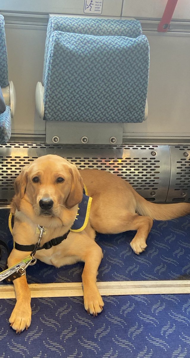 “All aboard” <a href="/Translink_NI/">Translink</a> <a href="/TranslinkNIR/">Translink NIRailways</a> Biscuit enjoying her training this morning. <a href="/guidedogsni/">Guide Dogs NI</a> <a href="/AntrimLens/">WeeMan</a> <a href="/gymforthesoul/">Jim Deeds</a> @iamfifig <a href="/RobbieButlerMLA/">Robbie Butler MLA</a> <a href="/WeatherCee/">Cecilia Daly</a> <a href="/taramillstv/">Tara Mills</a> @DermotNCosgrove <a href="/stephenblevins9/">Stephen Blevins</a> <a href="/CllrGlennBarr/">Glenn Barr</a> <a href="/RobinNewton4MLA/">Robin Newton MBE #LucysLaw4NI</a> <a href="/Maidenbelfast/">Helen Jones</a>