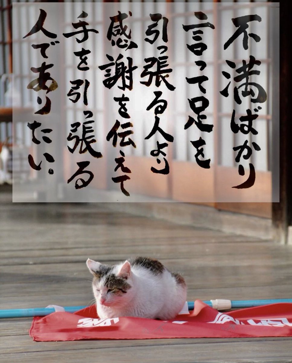 yabumoto610's tweet photo. ネコさんから人間さんへ今日の一言 https://t.co/Az1Lw1eY0r