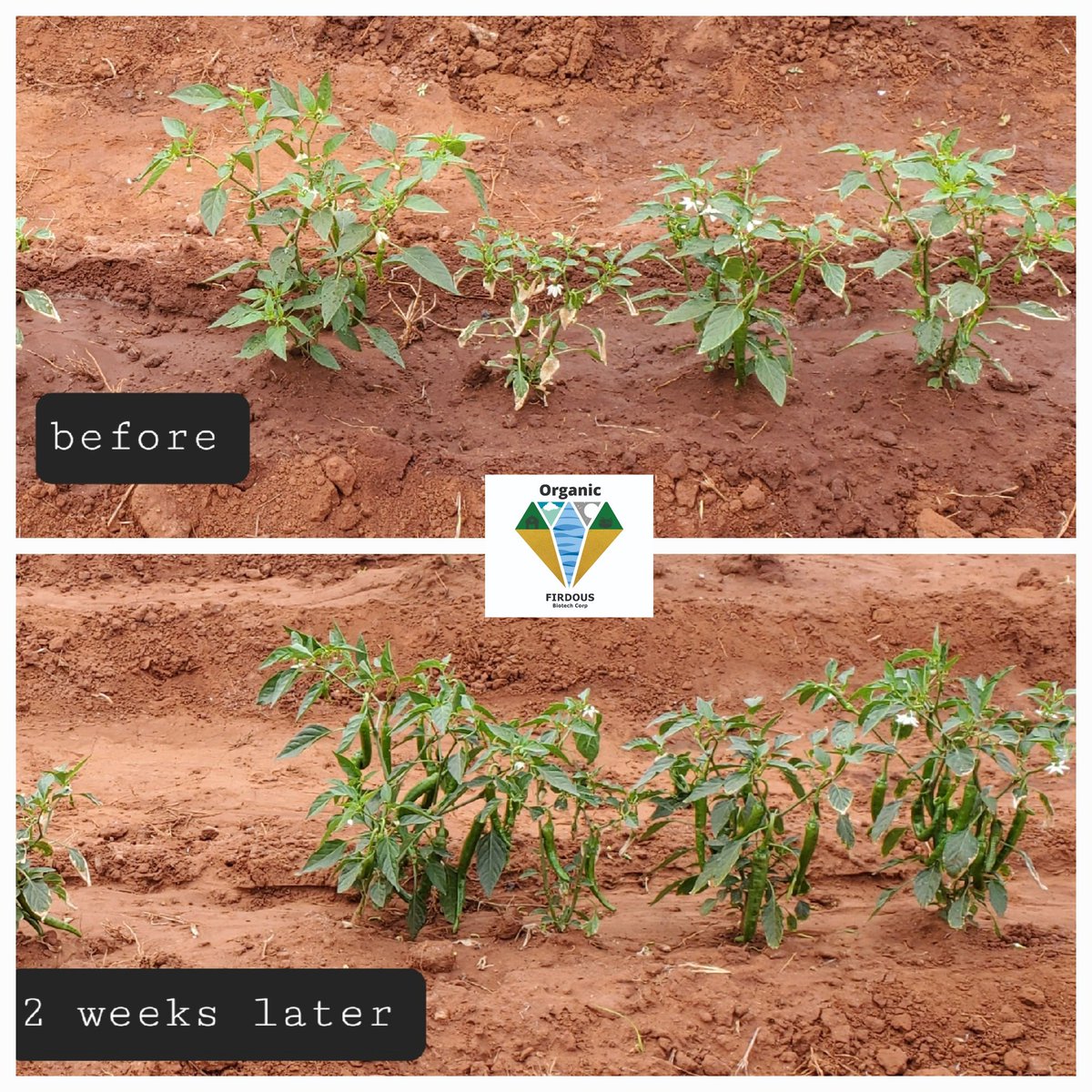 FirdousBiotech's tweet photo. Examples of salt stress alleviation after using Firdous Biotech Biostimulants in pepper and beet root.

It is not magic, it is a technological advancement. 

#biostimulant #organic #agriculture #seaweed #agrf2023 #madeintanzania https://t.co/EoZ3M93oXQ