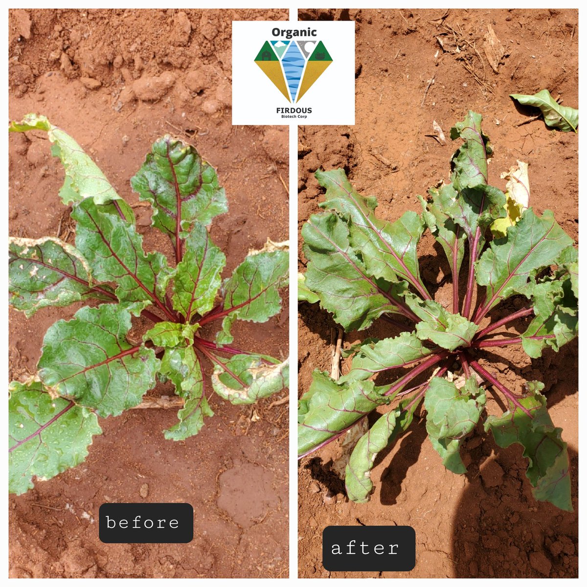 FirdousBiotech's tweet photo. Examples of salt stress alleviation after using Firdous Biotech Biostimulants in pepper and beet root.

It is not magic, it is a technological advancement. 

#biostimulant #organic #agriculture #seaweed #agrf2023 #madeintanzania https://t.co/EoZ3M93oXQ