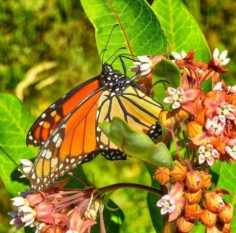 4wildplaces's tweet photo. It's #wildlifewednesday! The Monarch butterfly, Danaus plexippus, weighs less than half a gram, with a wingspan of four inches. They were listed as endangered in 2022; planting milkweed can help them recover.
.
#nature #monarchbutterfly
.
📸 Monarch &amp; Milkweed, Paul Willis https://t.co/xEzlJGnxAV