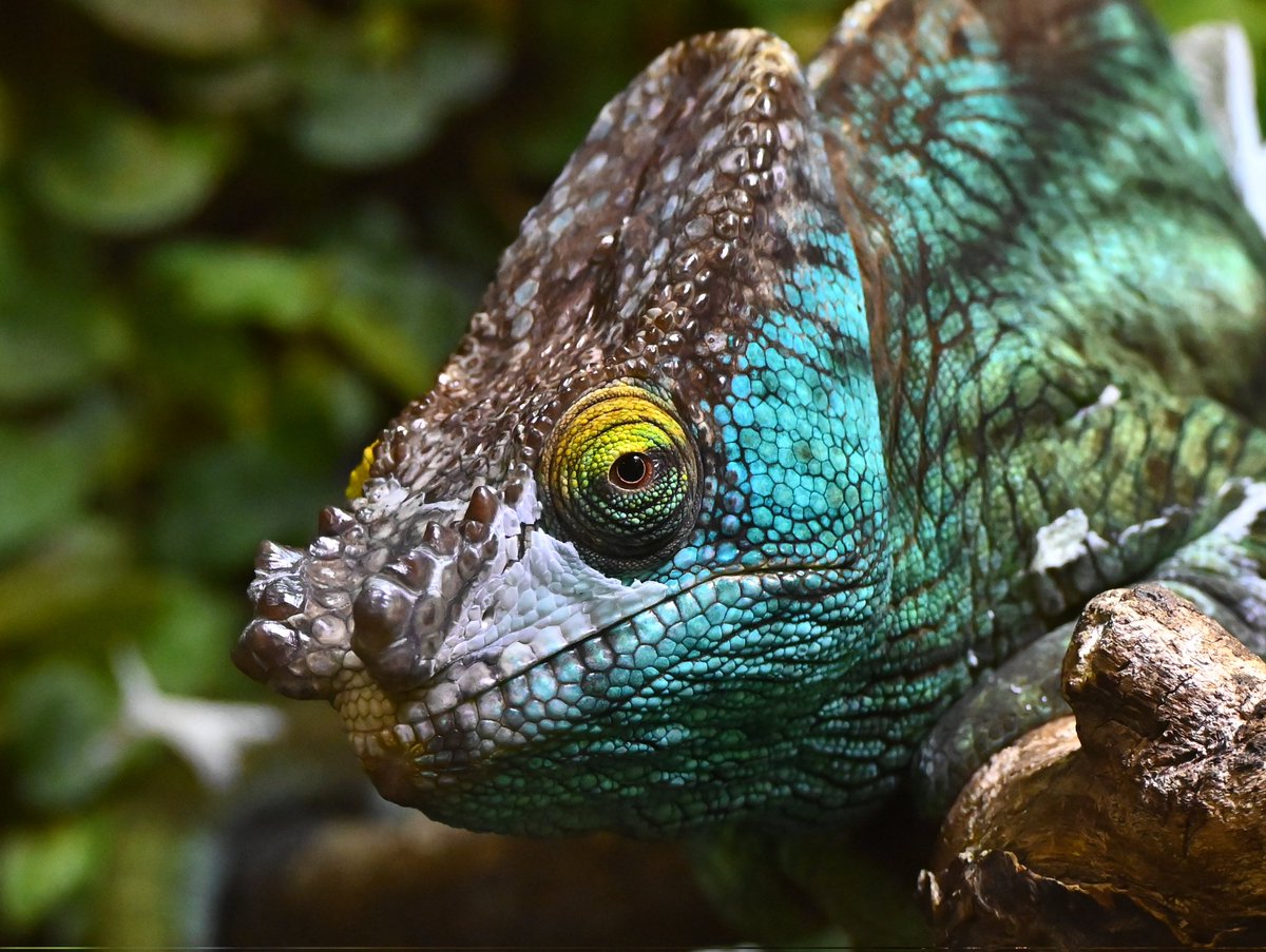 gleipdonir's tweet photo. Looking straight into the cam 👁️.
(cropped image/zoomed in)
📸: Nikon Z6 II

#nikonphotography #nikon @NikonEurope 
#animals #chameleon #chamäleon #photograghy #reptiles #colors #colours https://t.co/mYbcwE6UBD
