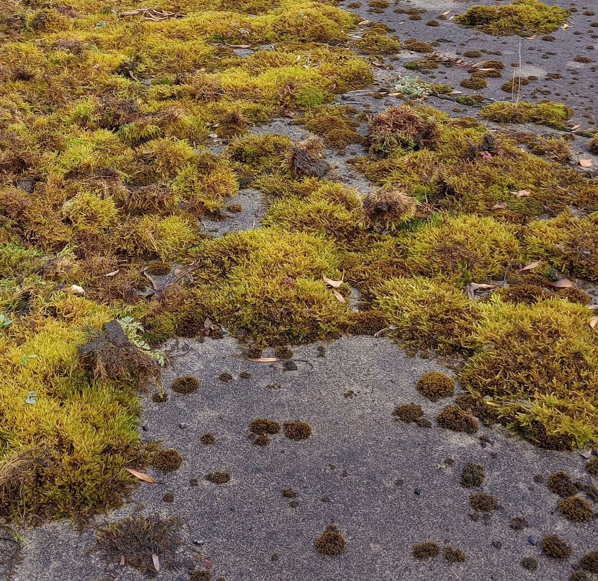 Islands of moss on the path, Japanese garden style #japanesegardens #mossgarden