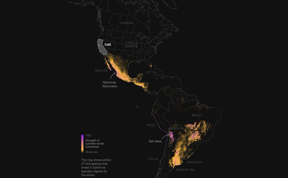 Flying from NYC to the Yucatán and from California to Bolivia's Salar de Uyuní: pretty maps by @13pt showing where birds migrate for the winter and where they also face threats to their habitats. nytimes.com/interactive/20…
