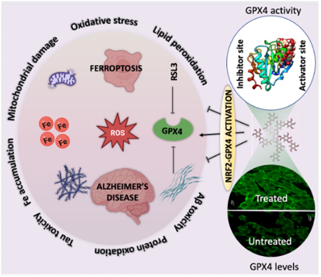 Chemical Science (@chemicalscience) on Twitter photo Check out Thimmaiah Govindaraju <a href="/govindaraju_tgr/">T Govindaraju</a> et al.'s recent <a href="/ChemicalScience/">Chemical Science</a> paper 😍⬇
A natural polyphenol activates and enhances GPX4 to mitigate amyloid-β induced ferroptosis in Alzheimer's disease 🔗 doi.org/10.1039/D3SC02…
📌 <a href="/jncasr/">JNCASR Bangalore</a> Check out Thimmaiah Govindaraju <a href="/govindaraju_tgr/">T Govindaraju</a> et al.'s recent <a href="/ChemicalScience/">Chemical Science</a> paper 😍⬇
A natural polyphenol activates and enhances GPX4 to mitigate amyloid-β induced ferroptosis in Alzheimer's disease 🔗 doi.org/10.1039/D3SC02…
📌 <a href="/jncasr/">JNCASR Bangalore</a>