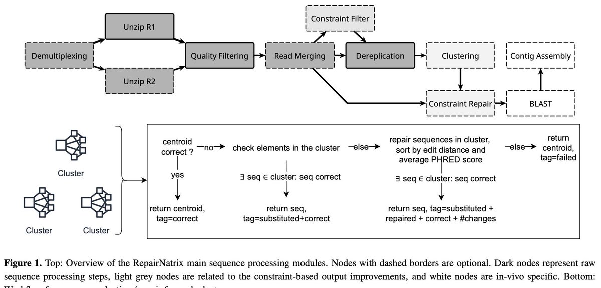 RepairNatrix - a Snakemake workflow for processing DNA sequencing data for DNA storage by Peter Michael Schwarz, <a href="/MW5513/">Marius Welzel</a>, <a href="/Heiderlab/">Heiderlab</a>, Bernd Freisleben doi.org/10.1093/bioadv…