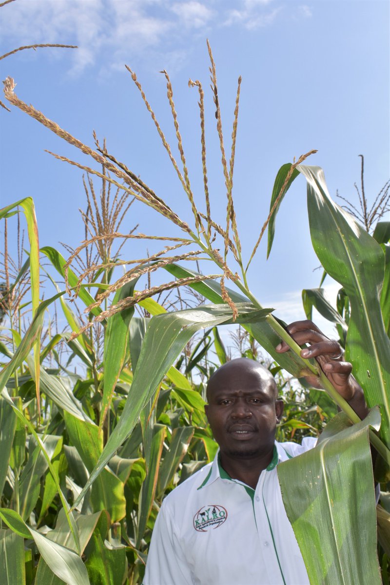Maize seed production in Kenya is set to be revolutionized following a 7-year research on a new technology that delivers a high-quality hybrid maize seed. <a href="/CIMMYT/">CIMMYT</a>, <a href="/corteva/">Corteva Agriscience</a>, <a href="/ARCSouthAfrica/">ARC South Africa 🇿🇦</a> #SPTAInitative #FNPHybrids