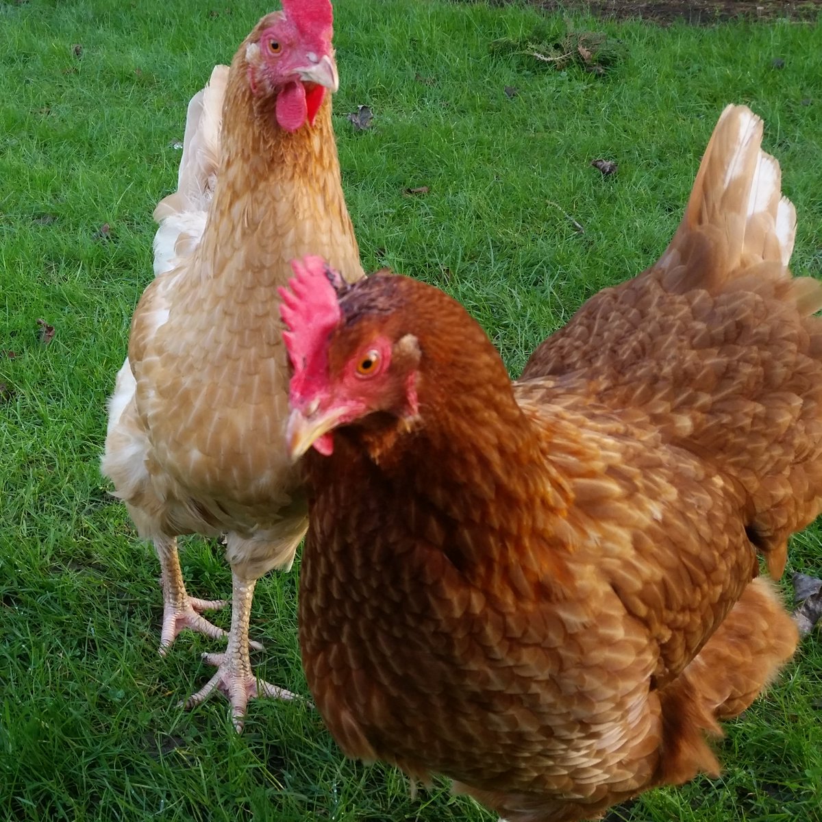 MoretonsBredon's tweet photo. Be the early bird and take advantage of our latest special offer—book your 2024 break before 31 October 2023 to get 10% off the total cottage price. 🐦https://t.co/vcR7gGZrNS https://t.co/57kW9dXOcK