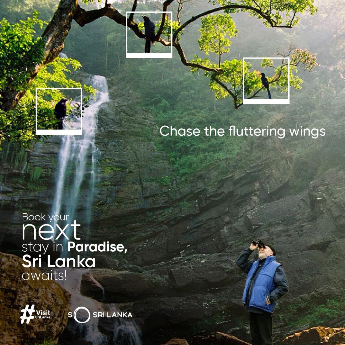 GoshanColo's tweet photo. Immerse yourself in the vibrant tapestry of nature as you encounter an array of exotic bird species. Plan your stay and witness the stunning beauty of Sri Lanka's feathered treasures. 🌿🦜 

#sinharaja #rainforest #birds #explore #birdphotography #srilanka #visitsrilanka https://t.co/CDRgKvnNtZ