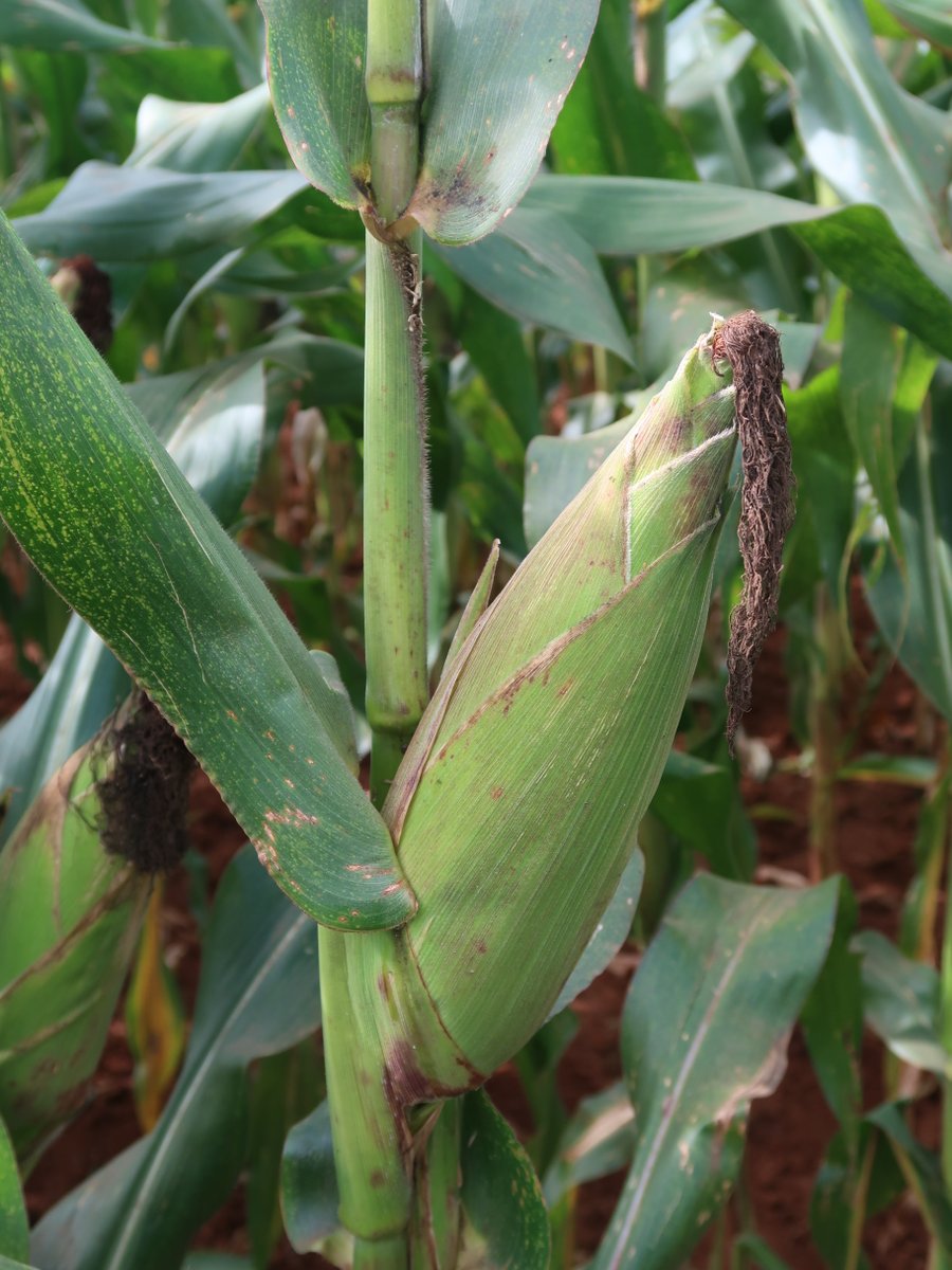 <a href="/CIMMYT/">CIMMYT</a> <a href="/corteva/">Corteva Agriscience</a> <a href="/ARCSouthAfrica/">ARC South Africa 🇿🇦</a> The benefits of the SPT technology to seed-producing companies include a reduction of the cost of production, which comes about through manual detasseling, which is a labour-intensive, complex and time-consuming process. @jillcairns77, <a href="/SarahCollinson2/">Sarah Collinson</a>, <a href="/esnathh/">Tatenda Hamadziripi</a> <a href="/gatesfoundation/">Gates Foundation</a>