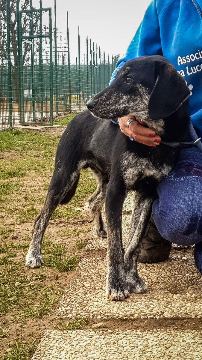 pattyfra1's tweet photo. - Rifugio ad Uboldo (Va) Saronno

🆘PIPPO CERCA SEMPRE CASA🆘
È stato mandato al nord con tanta speranza nel cuore ma, dopo 1 anno, è sempre al Rifugio! 
Nessuno chiama per lui😔
⏩️Tutte le INFO e i CONTATTI nel box scritto ⤵️
#pippo #canicercacasa 🙏🆘🏡🐾❤️ https://t.co/r3yJ0aaEvH