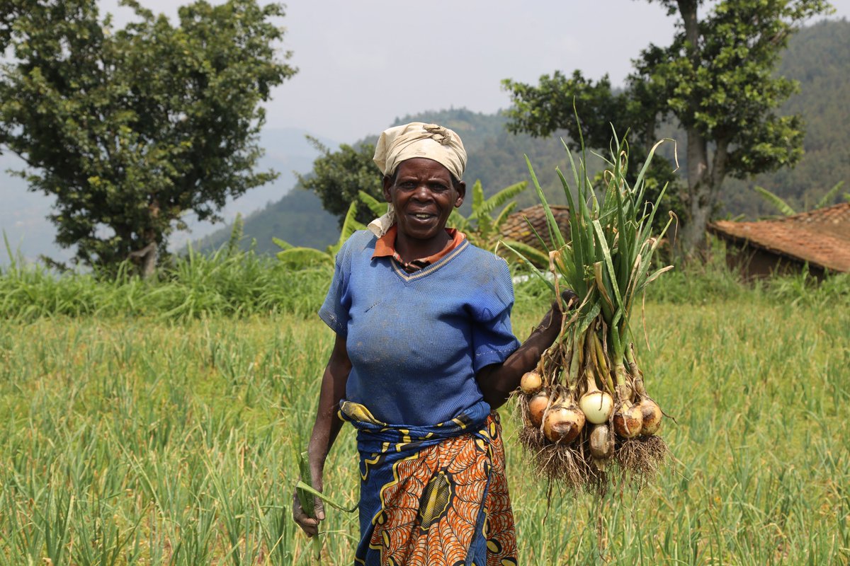 Oxfam In Rwanda (@oxfaminrwanda) on Twitter photo When we started the HVC project in 2020 together with <a href="/Duhamic1/">DUHAMIC-ADRI</a> <a href="/DuterimbereO/">Duterimbere ONG</a> <a href="/cocof_m/">COCOF RWANDA</a> supported by <a href="/EUinRW/">EU Delegation to Rwanda</a>🇪🇺<a href="/RwandaFinance/">Ministry of Finance & Economic Planning</a> <a href="/OxfamIreland/">Oxfam Ireland</a> we promised to help farmers increase the crop yield by 25% and the last time we checked, we were at 24%! #unlockhorticulturepotential When we started the HVC project in 2020 together with <a href="/Duhamic1/">DUHAMIC-ADRI</a> <a href="/DuterimbereO/">Duterimbere ONG</a> <a href="/cocof_m/">COCOF RWANDA</a> supported by <a href="/EUinRW/">EU Delegation to Rwanda</a>🇪🇺<a href="/RwandaFinance/">Ministry of Finance & Economic Planning</a> <a href="/OxfamIreland/">Oxfam Ireland</a> we promised to help farmers increase the crop yield by 25% and the last time we checked, we were at 24%! #unlockhorticulturepotential