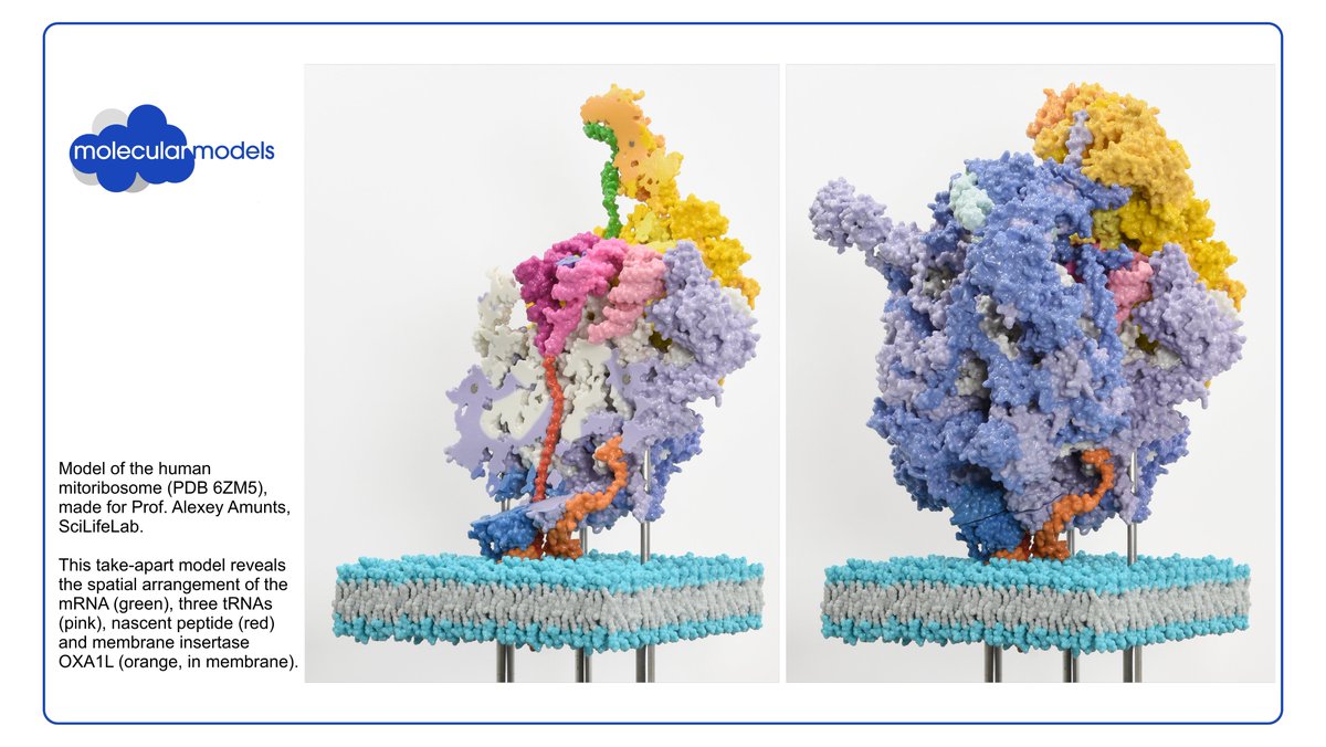molecmodels's tweet photo. Model of the human mitoribosome (PDB 6ZM5), made for Prof. Alexey Amunts, SciLifeLab. This take-apart model reveals the spatial arrangement of the mRNA (green), three tRNAs (pink), nascent peptide (red) and membrane insertase OXA1L (orange, in membrane).
@A_Amunts @scilifelab https://t.co/Q0Zqy65NIM