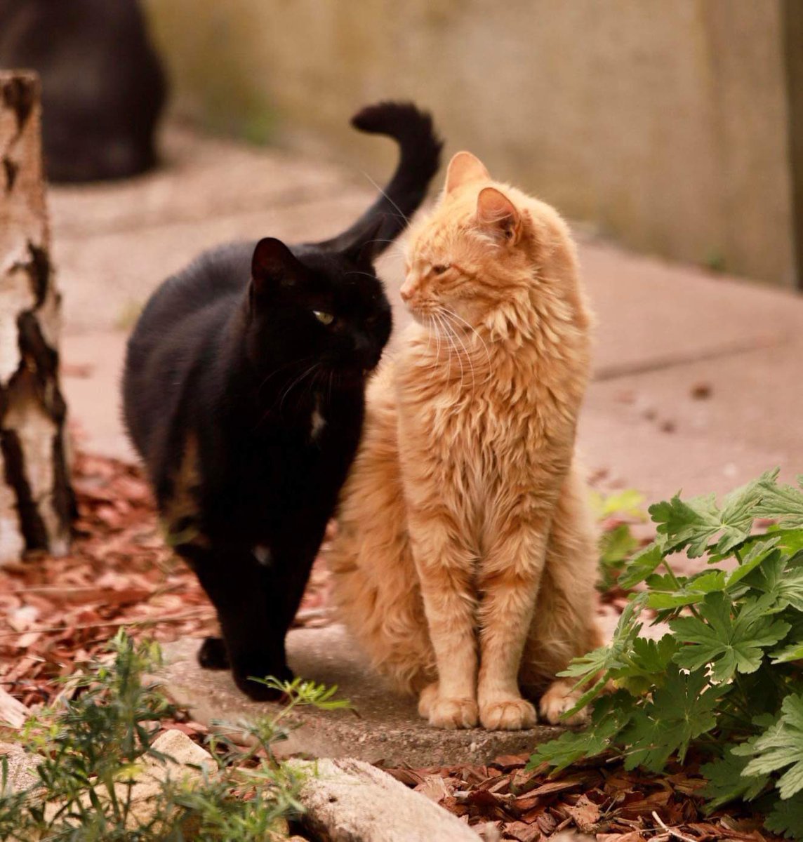 Annie SINKO (@anniesinko) on Twitter photo 