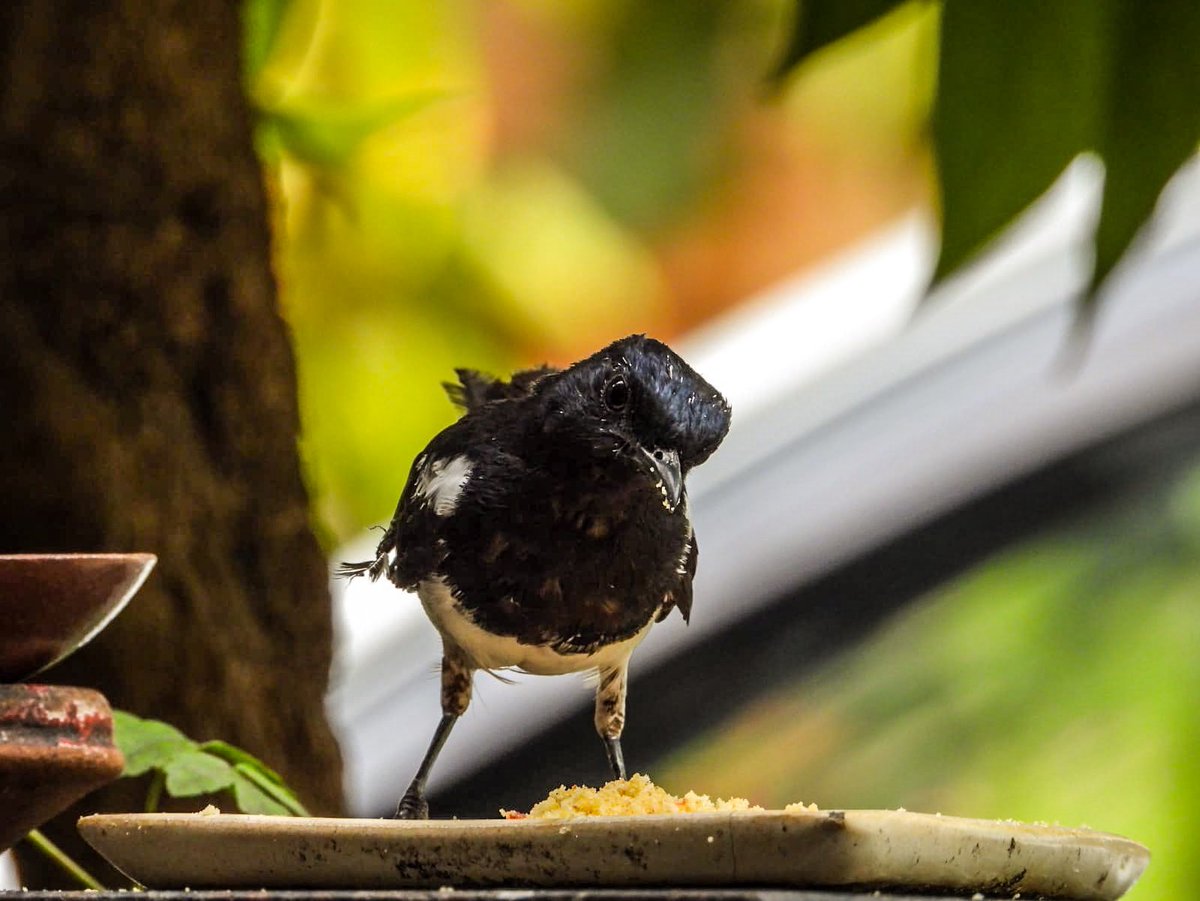 IASTripathiCG's tweet photo. #BirdsOfTwitter #BirdsSeenIn2023 #EverdayVisitor #MagpieRobin #Subadult #LeagueOfBirders #NikkonSkills @BNHSIndia @birdsoftheworld @Birds_of_India @indianbirdsinfo https://t.co/RnzaT3pauc