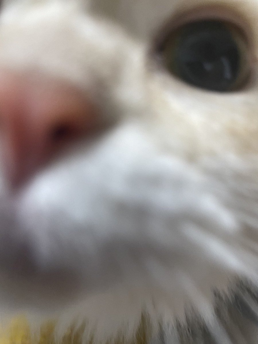 ぱっち:「これはなんれし？？」
＃猫好きさんと繋がりたい 
#猫のいる生活