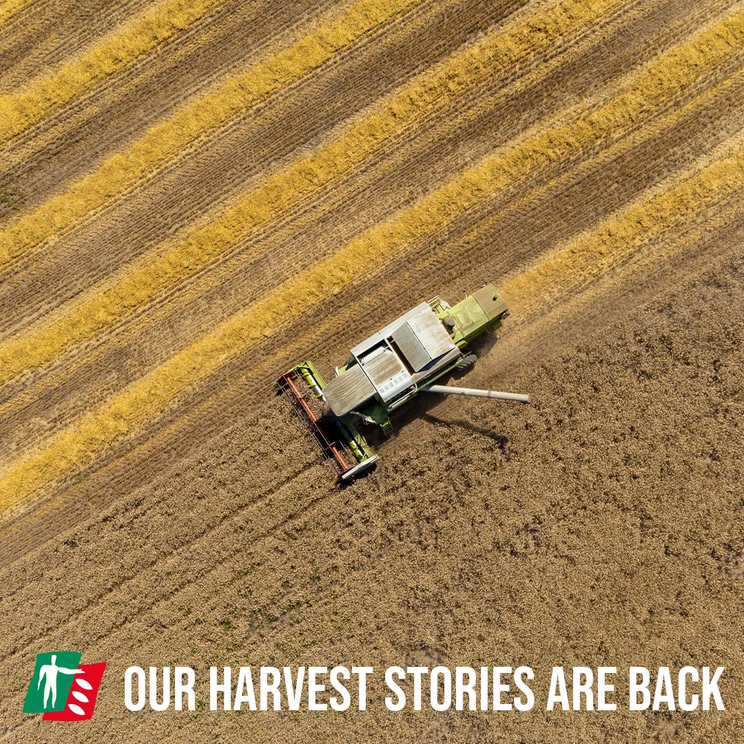 Our harvest stories are back! 👏🏻🚜

Read more about Skyfall, and how it keeps on delivering here: bit.ly/skyfallkeepson…

#thinkwheatthinkragt #wheat #rgtskyfall #latedrilledwheat #ragtuk #skyfall #harvest #harveststories #news