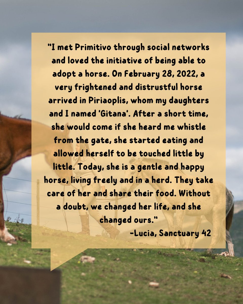 From slaughterhouse fate to liberated life 🌅🍃. Through adopters' eyes, feel the wonder as these horses find love-filled homes, reminding us all that we create change together 🐴✨ #horses #animals #AnimalLovers #animalrescue #horselove