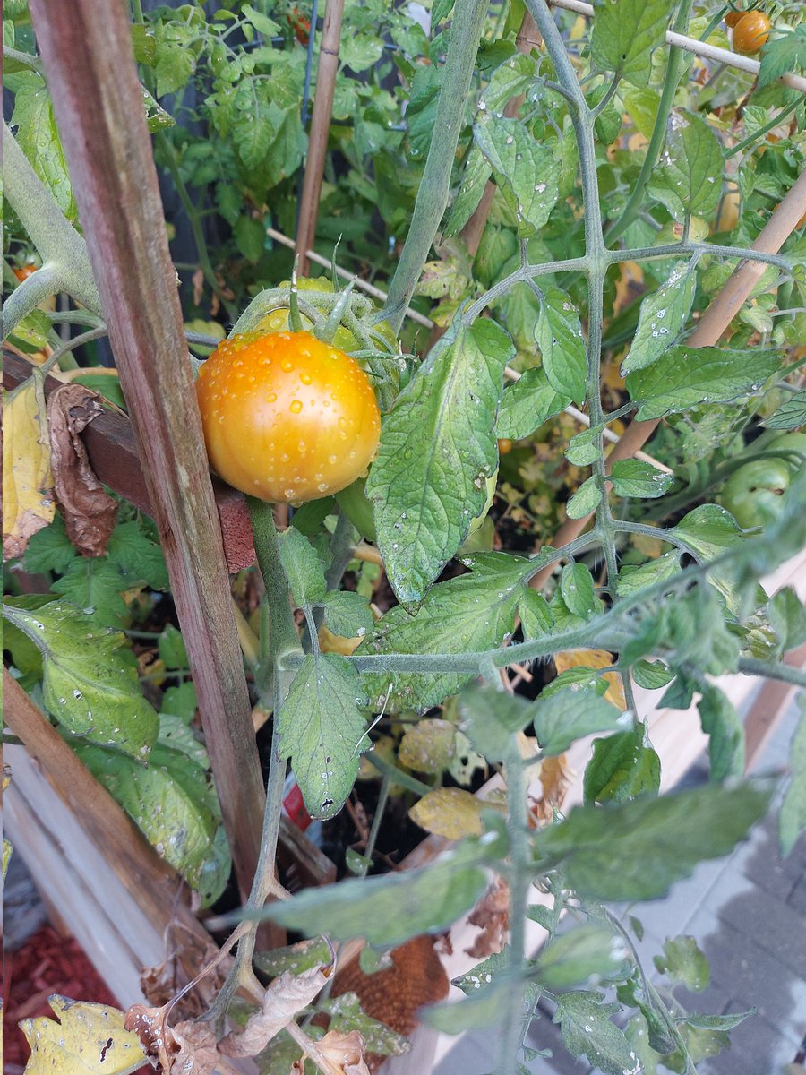 As I set up for the new year, I'm finally seeing the "fruits" of our labour from the previous year with the help of <a href="/Tomatosphere/">Tomatosphere™</a>. Maybe I'll turn it into space jam 🏀 🫠 <a href="/HDSBScienceTech/">HDSB Science & Technology</a> <a href="/DesmondHDSB/">Viola Desmond Public School</a> 🍅