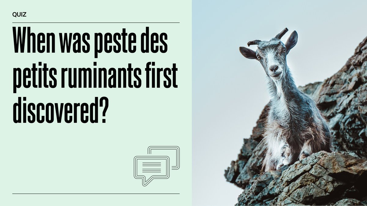 What do you think? 

#PPR #AnimalDiseases