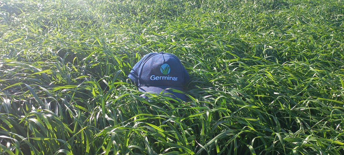 Germinar tweet media