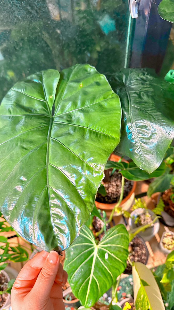 왕큰 신엽이 따단 
요새 듬뿍 자라라고 관리해준 보람이있다