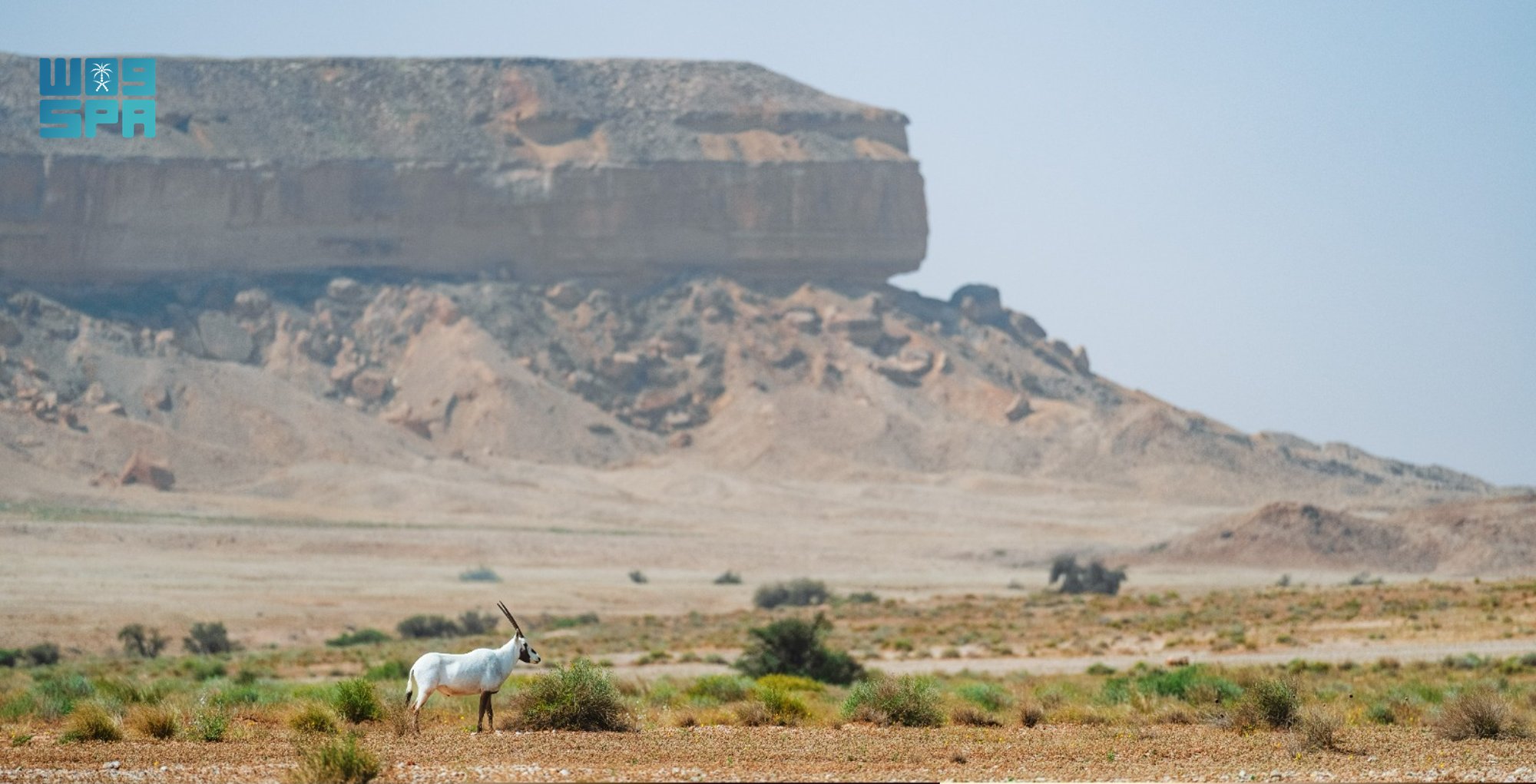 الصورة