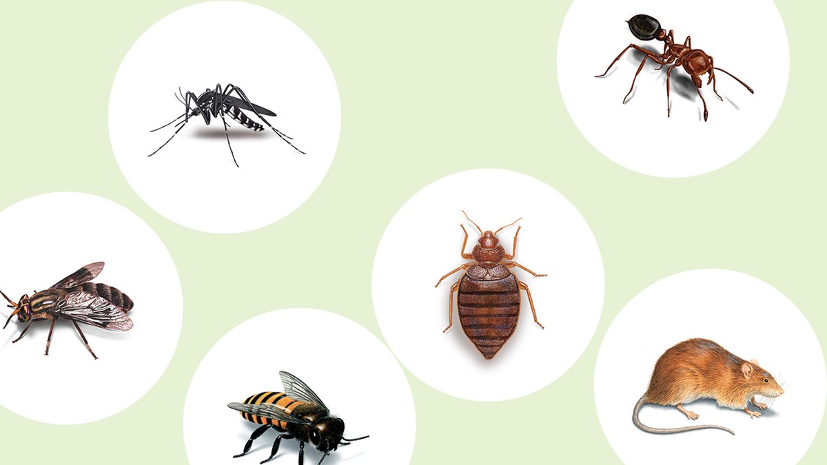 astartupworld's tweet image. Say goodbye to pests for good with Orkin! 🐜🕷️ Get $50 Off on Your First Recurring Service using code 'GET50'. Don't miss out on this deal to keep your space pest-free.

 Visit startupworld.com/startup-deals/… 

 #OrkinPestControl #PestFreeLiving #HomeMaintenance