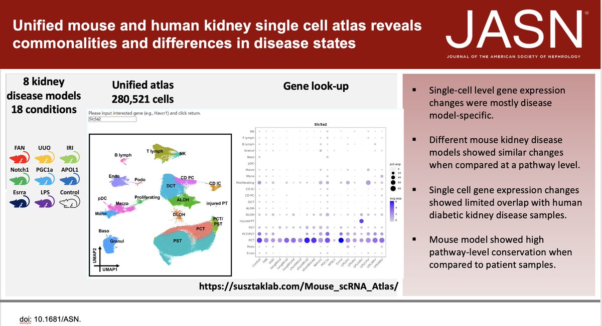 Super excited to share our new paper Unified Mouse and Human Kidney Single-Cell Expression Atlas Reveal Commonalities and Differences in Disease States by Jianfu Zhou journals.lww.com/jasn/abstract/…