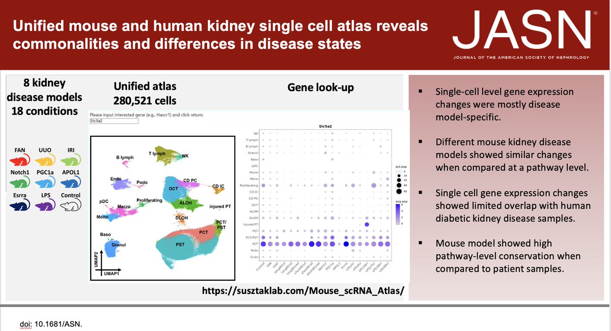 Super excited to share our new paper Unified Mouse and Human Kidney Single-Cell Expression Atlas Reveal Commonalities and Differences in Disease States  by Jianfu Zhou journals.lww.com/jasn/abstract/…