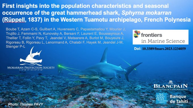 Another successful collaboration with <a href="/Blancpain1735/">Blancpain</a> and #GombessaTeam but on great hammerhead this time: doi.org/10.3389/fmars.… Thanks to #MokarranProtectionSociety #TatianaBoube #AntoninGuilbert #LaurentBallesta