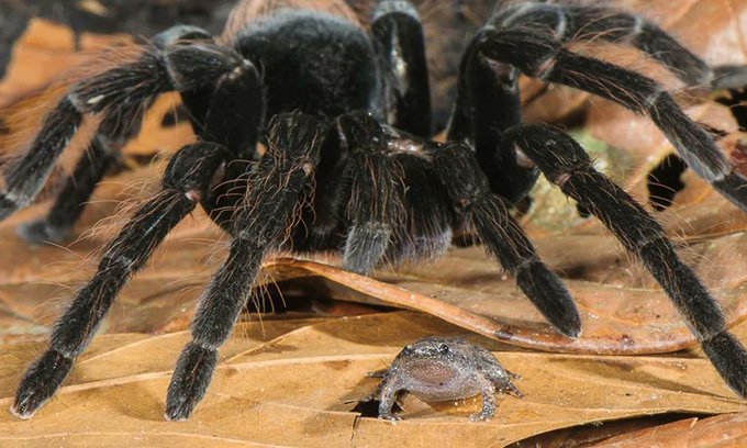 Rainmaker1973's tweet image. Tarantula Xenesthis immanis keeps small frog Chiasmocleis ventrimaculata as a "pet", to eat insects that eat the spider's eggs. In return the frog receives protection, in a so called relationship of mutualism