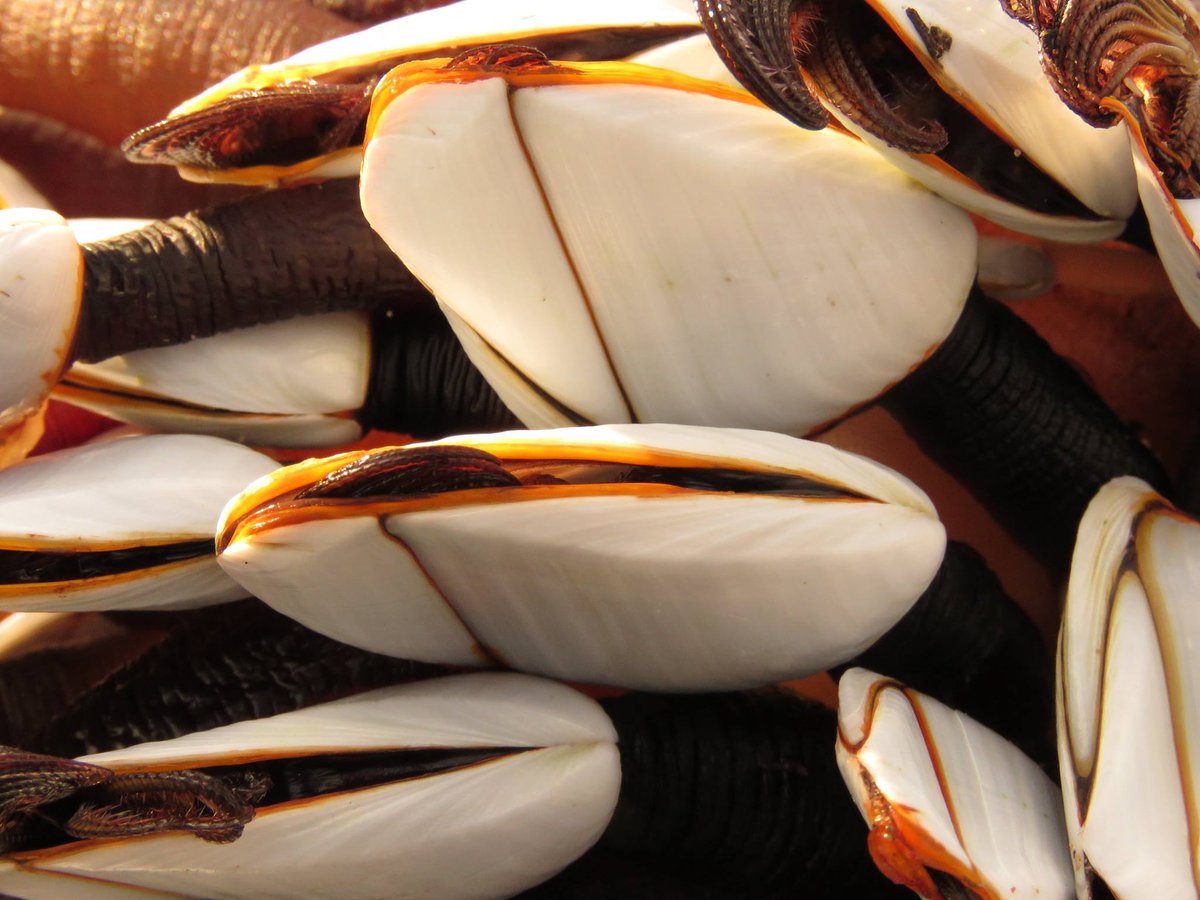 Howdy-this is a call out to anyone who spots goose barnacles over the  coming weeks in counties Clare, Galway, Mayo (IRELAND)? If they are stranded alive, we would love to come pick them up for our research (age and growth  studies) please DM me? Thank you!🚣‍♂️